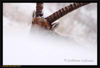 Elections miss La Chambre 2010